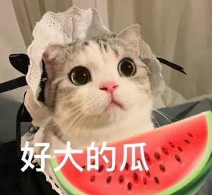 娱乐吃瓜君猫咪摇头,揭秘吃瓜君的萌态瞬间